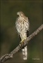 Coopers-Hawk;Hawk;Acipiter-cooperii;one-animal;color-image;nobody;photography;da